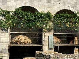 Oldest vine in world 500 hundred yo gifted to Ljubljana by Maribor